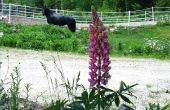 How to Plant lupine