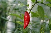 How to Grow pepers uit de zaden binnen de peper