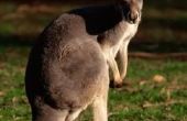 Feiten over het zenuwstelsel van de kangoeroe