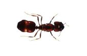 Wat Spice soorten mieren af te weren?