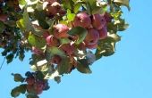 How to Protect fruitbomen van vogels