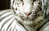 Wat voor soort omgeving leeft een witte tijger?
