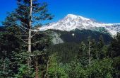 Leuke feitjes over groenblijvende bomen in de staat Washington