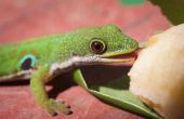 Risico op salmonella in gekko 's