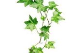 How to Take Care van Ivy planten