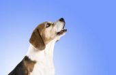 Oorzaken van gehoorverlies bij honden