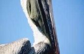 Zeven verschillende soorten pelikanen