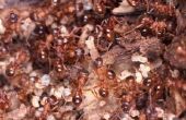 Hoe maak je thuis de moordenaars van milieuvriendelijke Ant