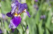 Hoe snel na het irissen stoppen bloei kan het groen worden bezuinigen?
