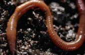 Het gebruik van elektrische stromen naar Trap Worms