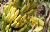 Levenscyclus van bananen planten