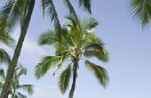 De levenscyclus van een palmboom