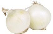 Wanneer Plant en wanneer om te oogsten Onion Sets
