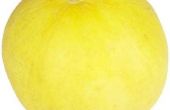 Hoe kunt u zien wanneer de Canarische meloenen rijp zijn