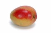 Hoe te versnellen het proces van rijping voor mango 's