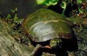Bedreigde soorten schildpadden in Ohio