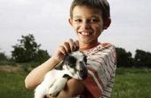 How to Raise Pygmy geiten