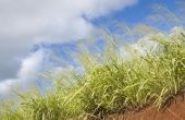 Wat soort gras groeit goed in Sandy bodem?