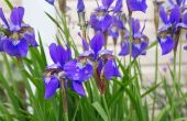 How to Plant Iris zaden