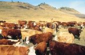 Giften voor het vee Rancher