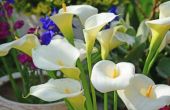 How to Plant Calla Lilly bollen