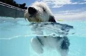 Wat kan ik gebruiken om Help mijn hond uit ons zwembad boven de grond te krijgen?