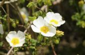 How to Grow een zonneroosje (Cistus)