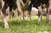 Subsidies voor het boren van een Water goed voor een boerderij rundvlees