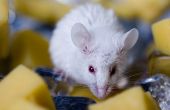 How to Get Rid van muizen in een Loft