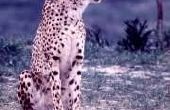 Hoe lang leeft een Cheetah?