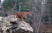 De verschillen tussen een Puma, een Cougar en een poema