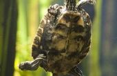 How to Take Care van een zoetwater-schildpad