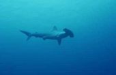 Haaien op de lijst van bedreigde diersoorten