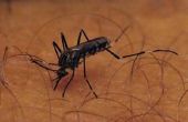 Hoe houd muggen uit regen vaten