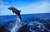 Het verschil tussen dolfijn vis & Dolphin zoogdier