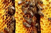 Bee Propolis vlekken verwijderen