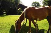 Lymfe zwelling op de buik in paarden