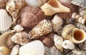 Hoe te identificeren schelpen aan de Atlantische kust