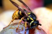 Tekenen van een Wasp Sting allergie