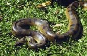 Soorten Anacondas