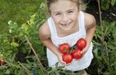 How to Grow Tomaten voor kinderen