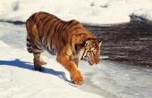In welke staten kunt u particulier bezit een Siberische tijger?