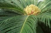 Hoe te behandelen schaal op Sago palmen