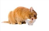 Dieet voor katten