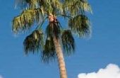Hoe te doen herleven een bevroren, beschadigd palmboom