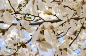 Hoe te identificeren van een Wit bloeiende boom