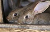Welke oorzaken konijn Eye infecties?