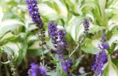 How to Care for paarse Salvia