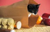 Waarom katten bonzen op speelgoed met hun achterkant voeten?