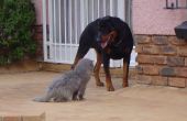 How to Train een kat en de hond graag elkaar zonder aan te vallen